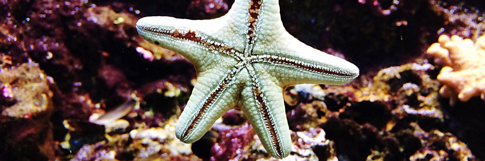 Aquarium of Cattolica